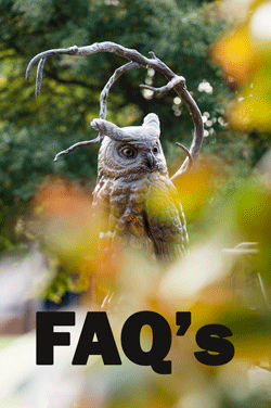 Owl Faqs